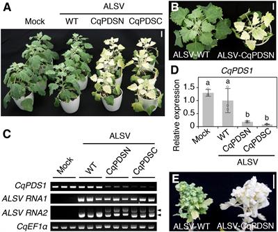 Virus-Mediated Transient Expression Techniques Enable Functional Genomics Studies and Modulations of Betalain Biosynthesis and Plant Height in Quinoa